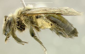 Media type: image;   Entomology 609596 Aspect: habitus lateral view